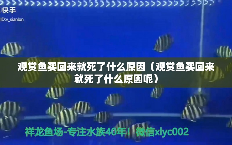 觀賞魚買回來就死了什么原因（觀賞魚買回來就死了什么原因呢） 白化巴西龜（白巴） 第1張