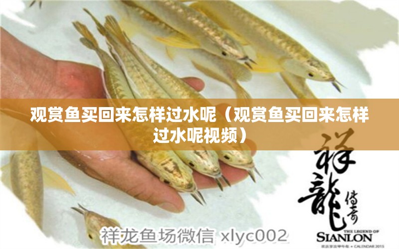 觀賞魚買回來怎樣過水呢（觀賞魚買回來怎樣過水呢視頻）