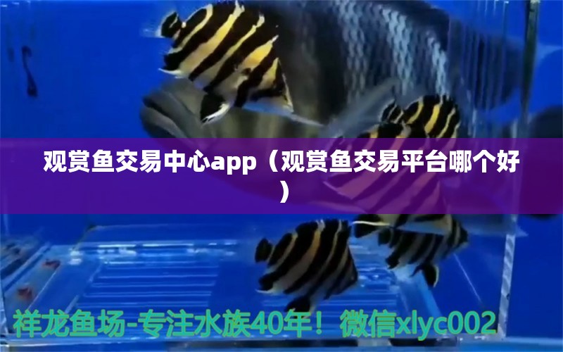 觀賞魚交易中心app（觀賞魚交易平臺哪個好）