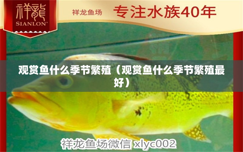 觀賞魚什么季節(jié)繁殖（觀賞魚什么季節(jié)繁殖最好）