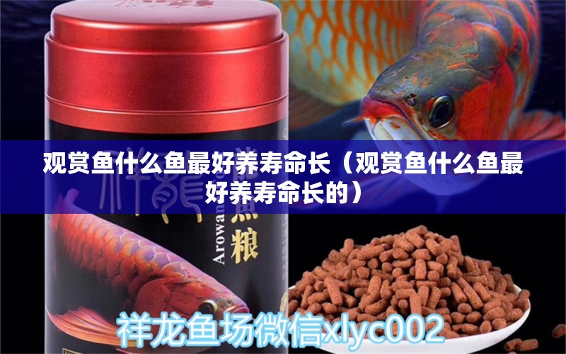 觀賞魚什么魚最好養(yǎng)壽命長(zhǎng)（觀賞魚什么魚最好養(yǎng)壽命長(zhǎng)的）