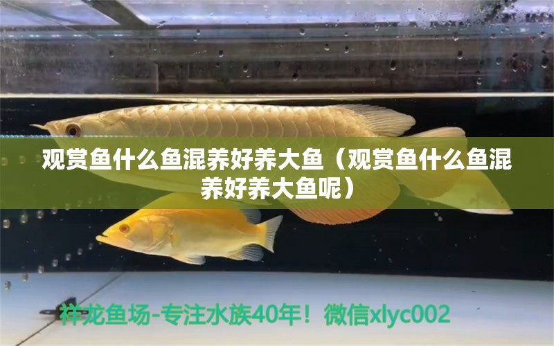 觀賞魚什么魚混養(yǎng)好養(yǎng)大魚（觀賞魚什么魚混養(yǎng)好養(yǎng)大魚呢）