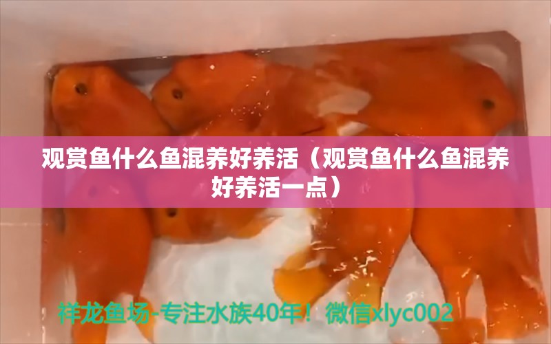 觀賞魚什么魚混養(yǎng)好養(yǎng)活（觀賞魚什么魚混養(yǎng)好養(yǎng)活一點）