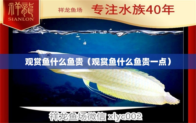 觀賞魚什么魚貴（觀賞魚什么魚貴一點(diǎn)） 祥龍水族醫(yī)院