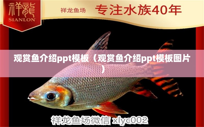 觀賞魚介紹ppt模板（觀賞魚介紹ppt模板圖片）