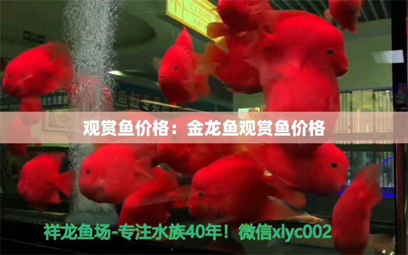 觀賞魚價格：金龍魚觀賞魚價格