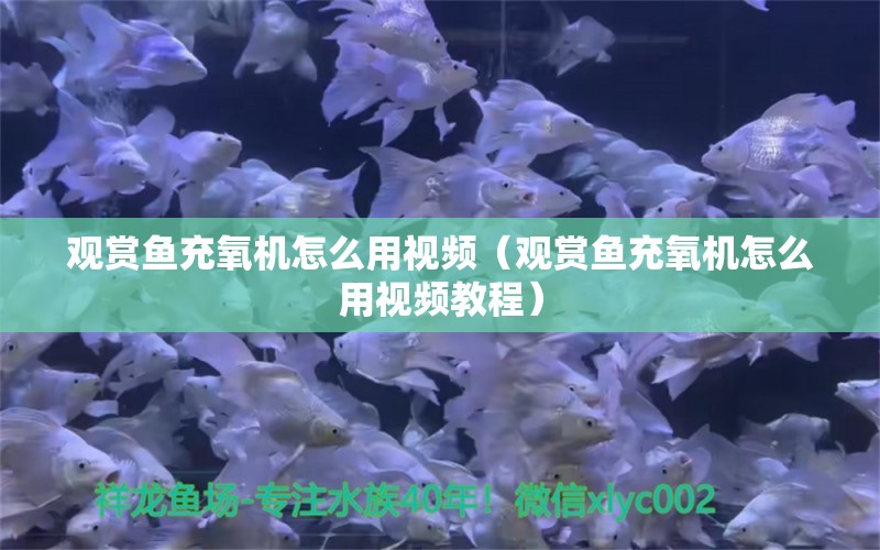 觀賞魚充氧機(jī)怎么用視頻（觀賞魚充氧機(jī)怎么用視頻教程）