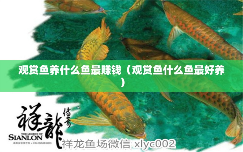 觀賞魚養(yǎng)什么魚最賺錢（觀賞魚什么魚最好養(yǎng)）