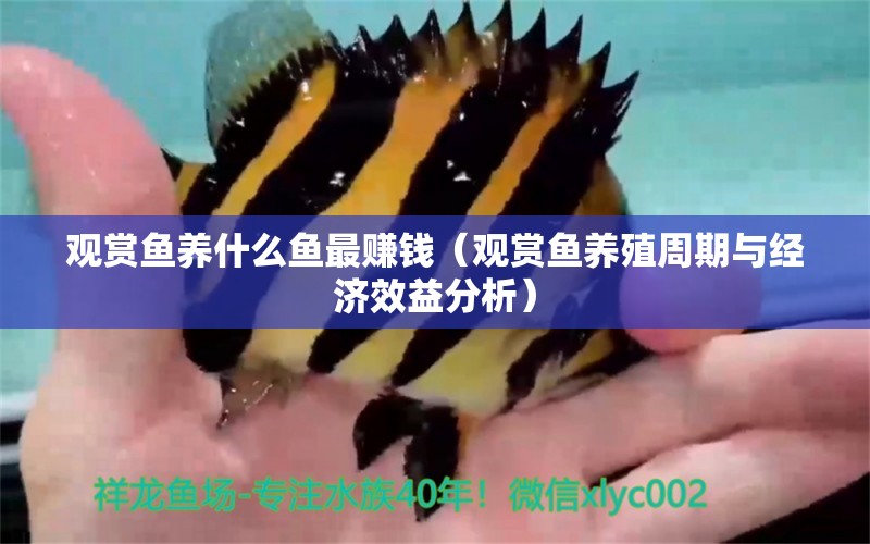 觀賞魚(yú)養(yǎng)什么魚(yú)最賺錢（觀賞魚(yú)養(yǎng)殖周期與經(jīng)濟(jì)效益分析） 速倍妥魚(yú)糧魚(yú)藥 第2張