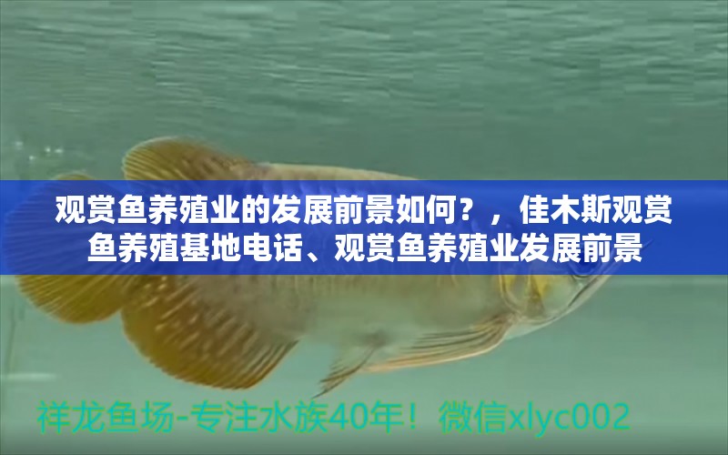 觀賞魚養(yǎng)殖業(yè)的發(fā)展前景如何？，佳木斯觀賞魚養(yǎng)殖基地電話、觀賞魚養(yǎng)殖業(yè)發(fā)展前景 金龍福龍魚 第1張