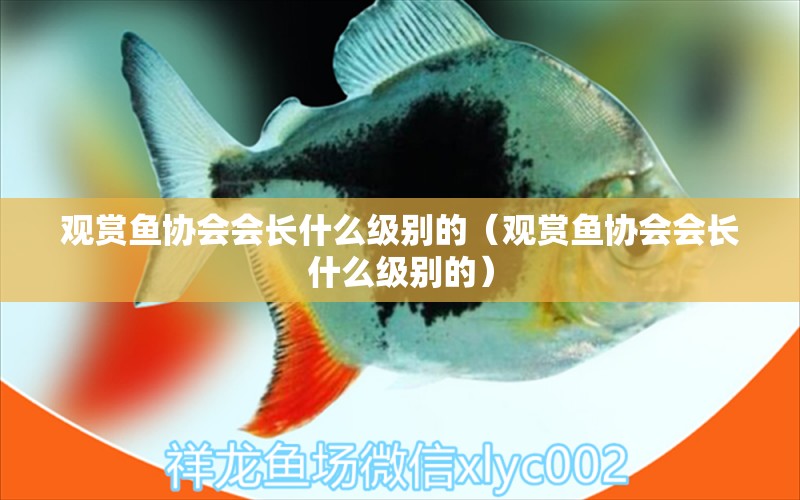 觀賞魚協(xié)會會長什么級別的（觀賞魚協(xié)會會長什么級別的）