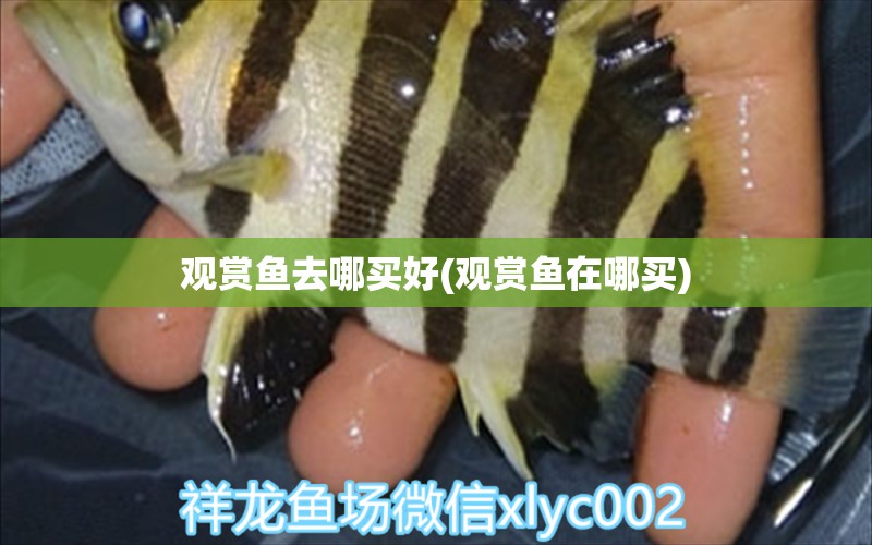 觀賞魚去哪買好(觀賞魚在哪買)