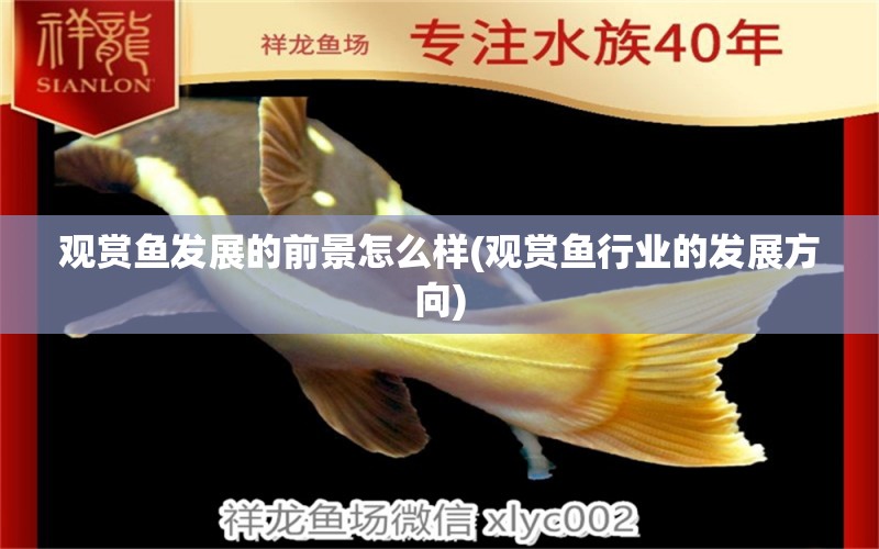 觀賞魚(yú)發(fā)展的前景怎么樣(觀賞魚(yú)行業(yè)的發(fā)展方向) 月光鴨嘴魚(yú)苗