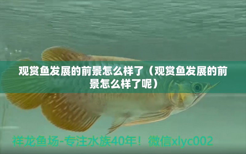 觀賞魚發(fā)展的前景怎么樣了（觀賞魚發(fā)展的前景怎么樣了呢） 祥龍魚場