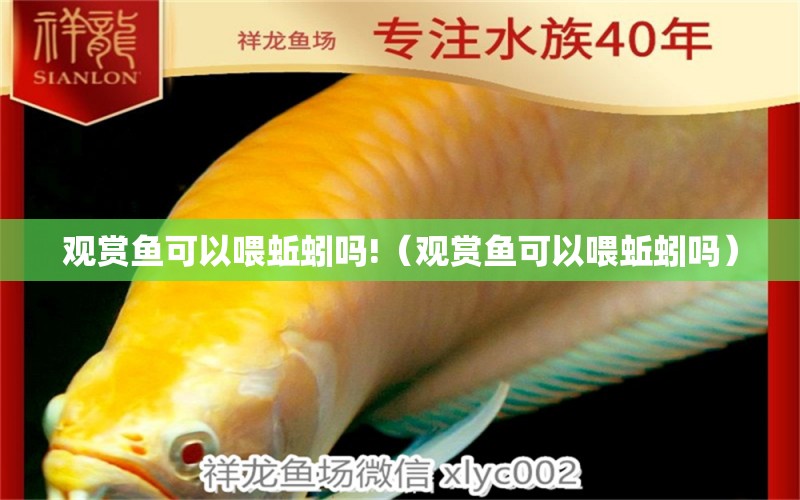 觀賞魚可以喂蚯蚓嗎!（觀賞魚可以喂蚯蚓嗎） 祥龍魚場