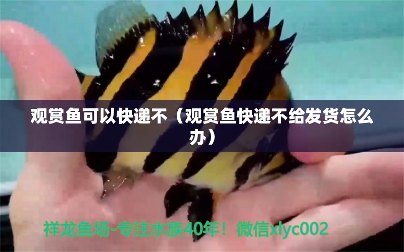 觀賞魚(yú)可以快遞不（觀賞魚(yú)快遞不給發(fā)貨怎么辦）