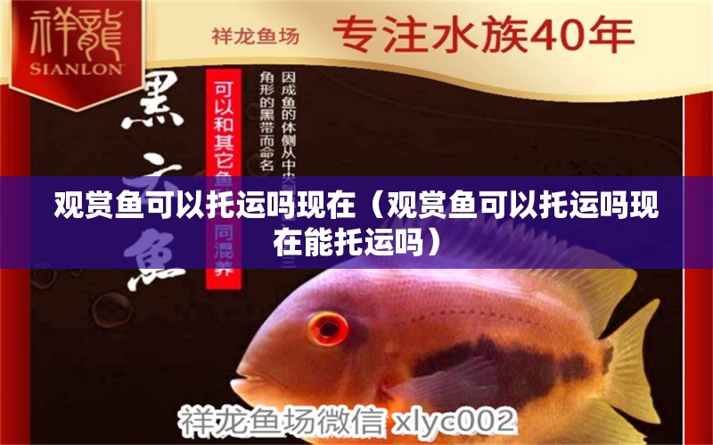 觀賞魚可以托運嗎現(xiàn)在（觀賞魚可以托運嗎現(xiàn)在能托運嗎）