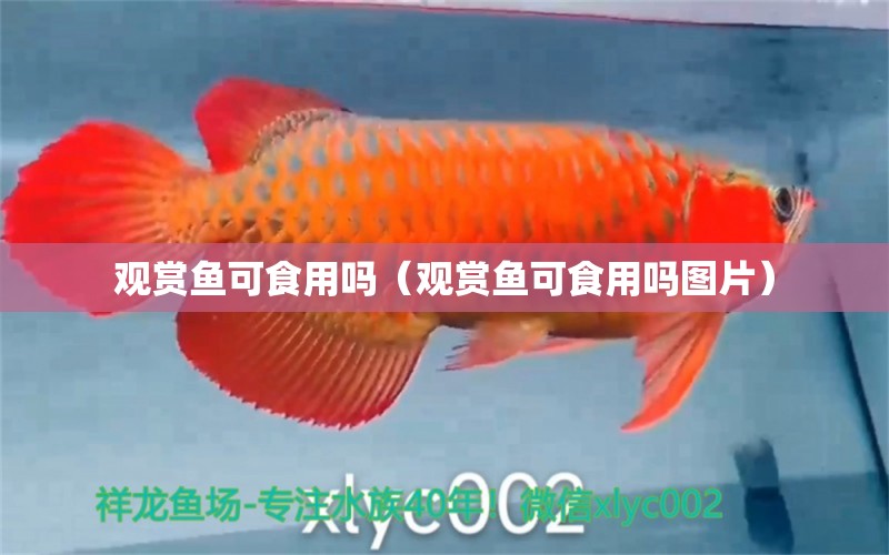 觀賞魚可食用嗎（觀賞魚可食用嗎圖片） 白玉紅龍魚