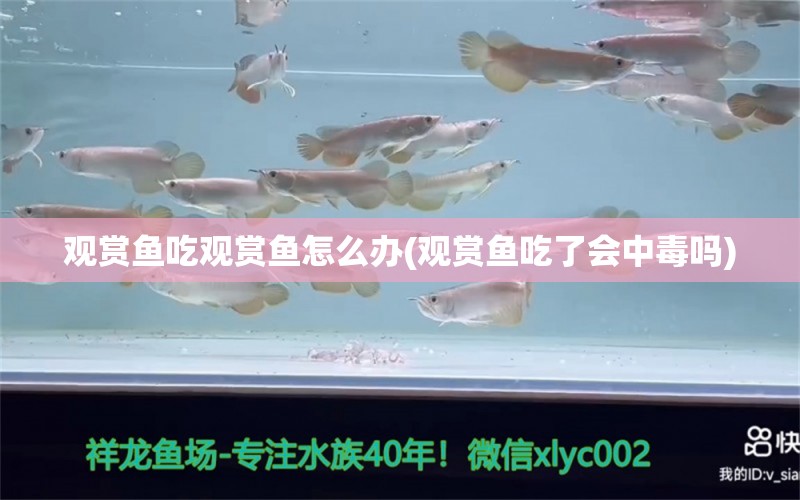 觀賞魚吃觀賞魚怎么辦(觀賞魚吃了會中毒嗎) PH調(diào)節(jié)劑