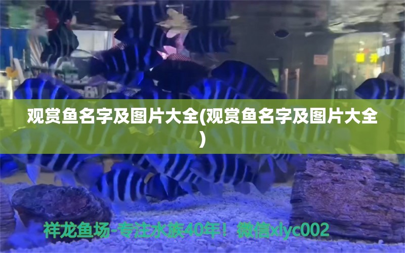 觀賞魚名字及圖片大全(觀賞魚名字及圖片大全) 廣州觀賞魚批發(fā)市場