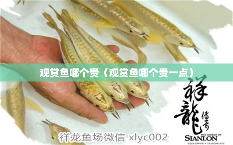 觀賞魚(yú)哪個(gè)貴（觀賞魚(yú)哪個(gè)貴一點(diǎn)） 飛鳳魚(yú)