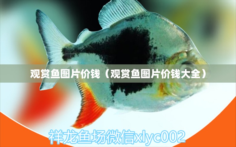 觀賞魚圖片價錢（觀賞魚圖片價錢大全）