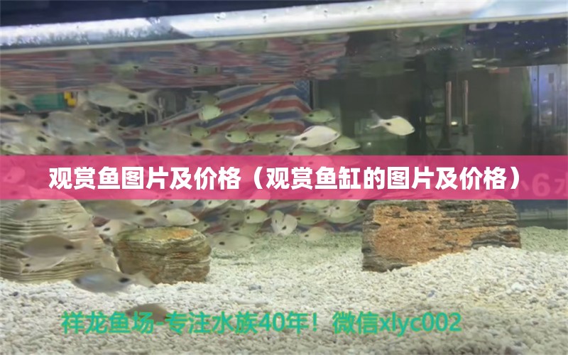 觀賞魚圖片及價(jià)格（觀賞魚缸的圖片及價(jià)格） 祥龍藍(lán)珀金龍魚