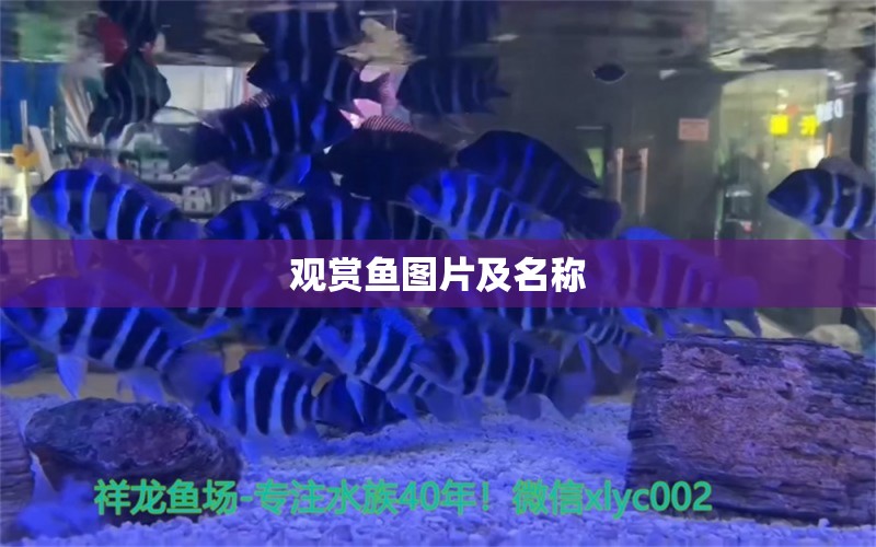 觀賞魚圖片及名稱