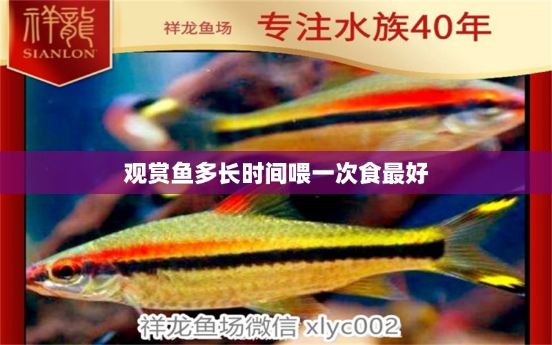 觀賞魚多長時間喂一次食最好 大嘴鯨魚