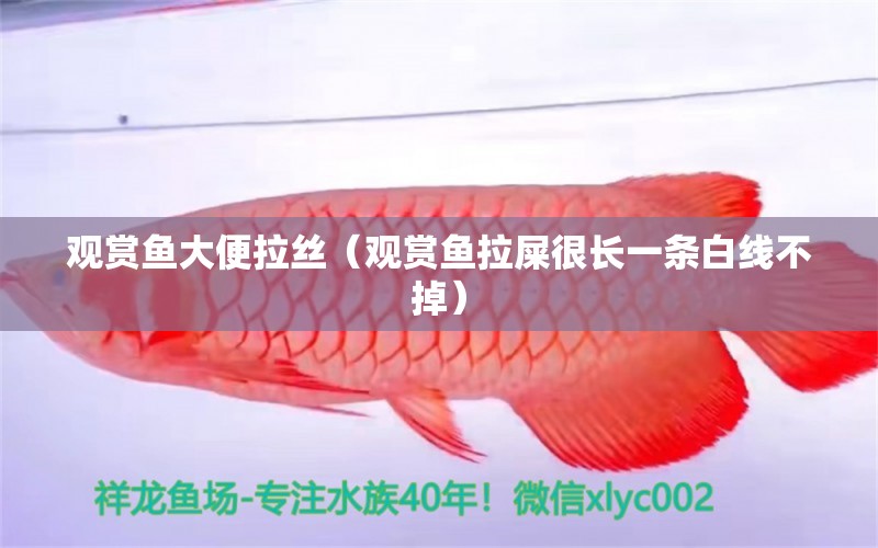 觀賞魚大便拉絲（觀賞魚拉屎很長一條白線不掉） 廣州觀賞魚批發(fā)市場