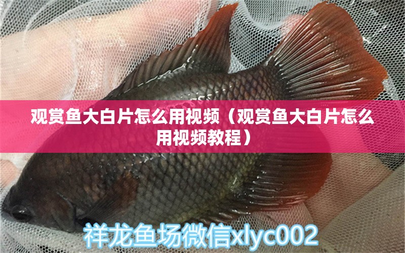 觀賞魚大白片怎么用視頻（觀賞魚大白片怎么用視頻教程）