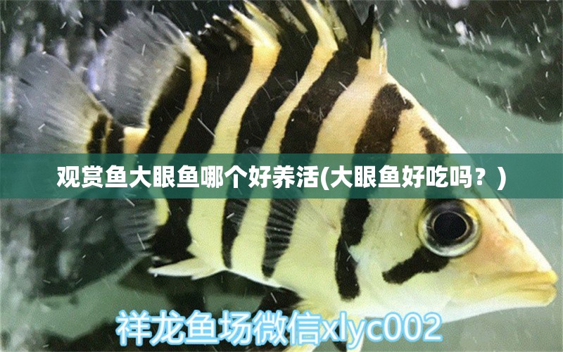 觀賞魚(yú)大眼魚(yú)哪個(gè)好養(yǎng)活(大眼魚(yú)好吃嗎？) 白子球鯊魚(yú)