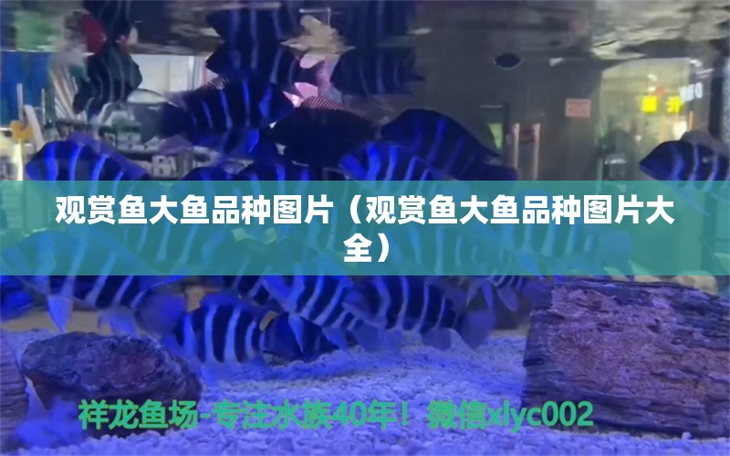 觀賞魚大魚品種圖片（觀賞魚大魚品種圖片大全） 祥龍水族醫(yī)院