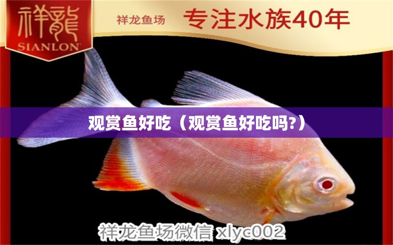 觀賞魚好吃（觀賞魚好吃嗎?）