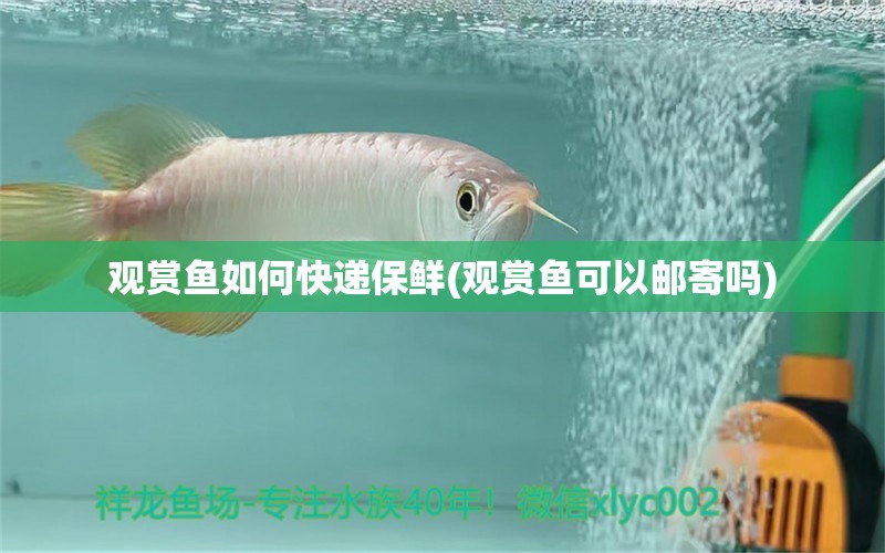 觀賞魚如何快遞保鮮(觀賞魚可以郵寄嗎) 黃金夢幻雷龍魚