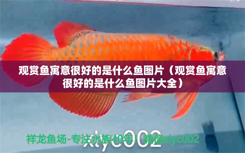 觀賞魚寓意很好的是什么魚圖片（觀賞魚寓意很好的是什么魚圖片大全） 祥龍水族醫(yī)院