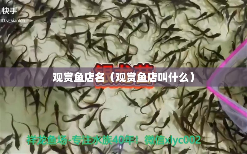 觀賞魚店名（觀賞魚店叫什么）