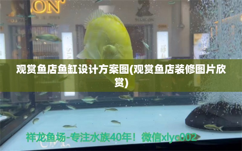 觀賞魚店魚缸設(shè)計方案圖(觀賞魚店裝修圖片欣賞) 祥龍魚場 第1張