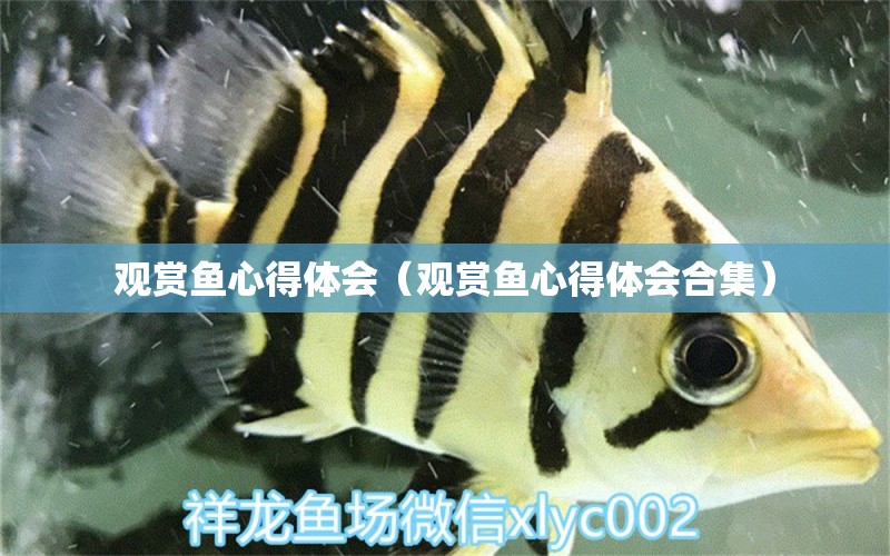 觀賞魚(yú)心得體會(huì)（觀賞魚(yú)心得體會(huì)合集）