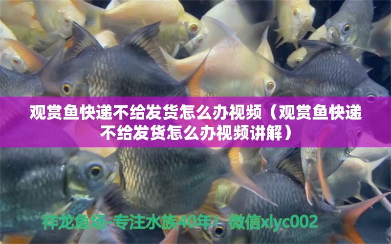 觀賞魚快遞不給發(fā)貨怎么辦視頻（觀賞魚快遞不給發(fā)貨怎么辦視頻講解）