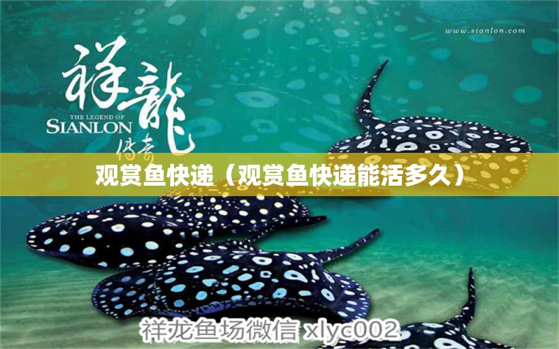 觀賞魚快遞（觀賞魚快遞能活多久）