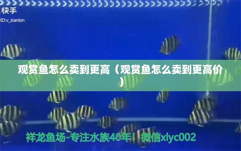 觀賞魚(yú)怎么賣(mài)到更高（觀賞魚(yú)怎么賣(mài)到更高價(jià)） 祥龍超血紅龍魚(yú)