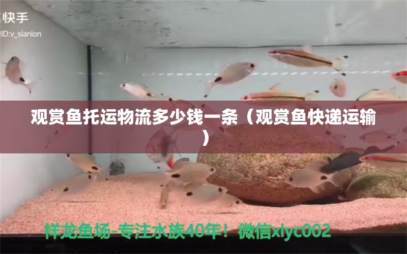 觀賞魚托運(yùn)物流多少錢一條（觀賞魚快遞運(yùn)輸）