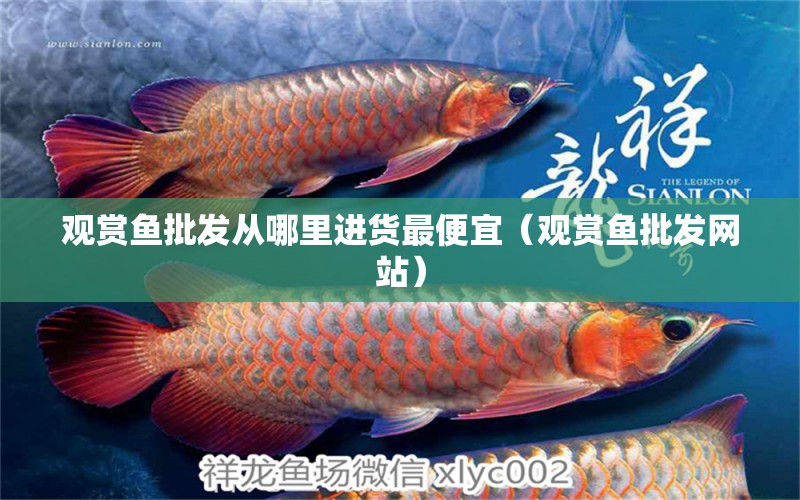 觀賞魚批發(fā)從哪里進貨最便宜（觀賞魚批發(fā)網(wǎng)站）