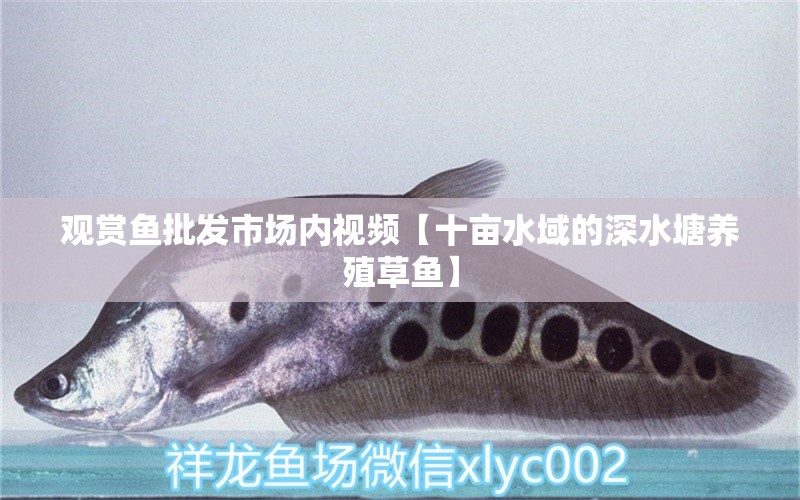 觀賞魚(yú)批發(fā)市場(chǎng)內(nèi)視頻【十畝水域的深水塘養(yǎng)殖草魚(yú)】 觀賞魚(yú)批發(fā)