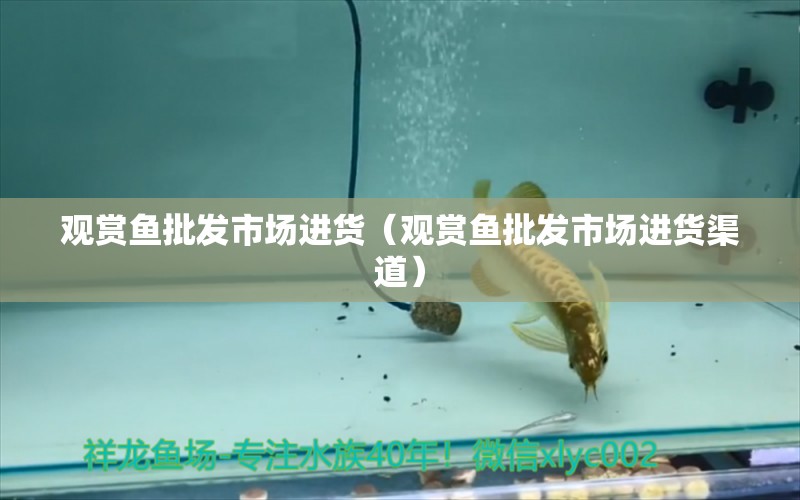 觀賞魚批發(fā)市場進(jìn)貨（觀賞魚批發(fā)市場進(jìn)貨渠道）