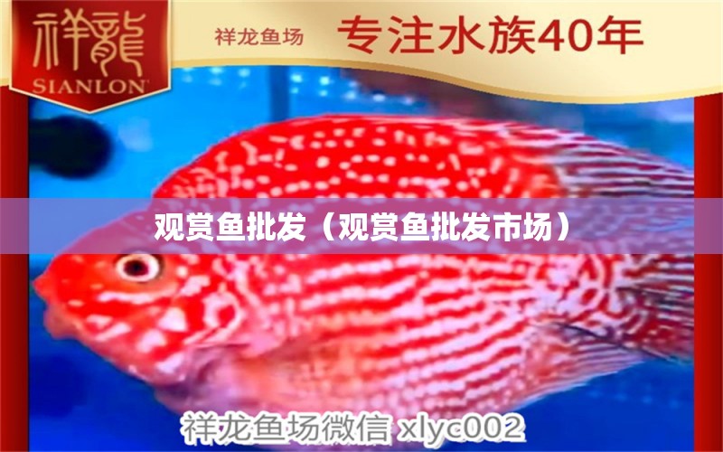 觀賞魚批發(fā)（觀賞魚批發(fā)市場） 觀賞魚批發(fā)