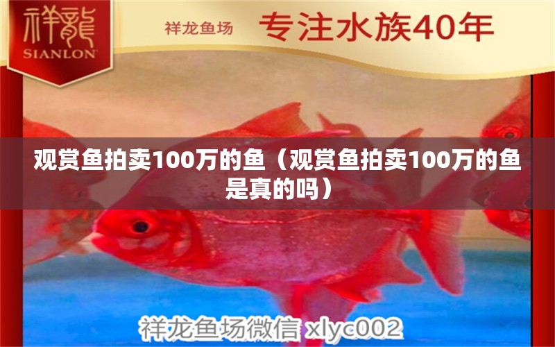 觀賞魚拍賣100萬的魚（觀賞魚拍賣100萬的魚是真的嗎）