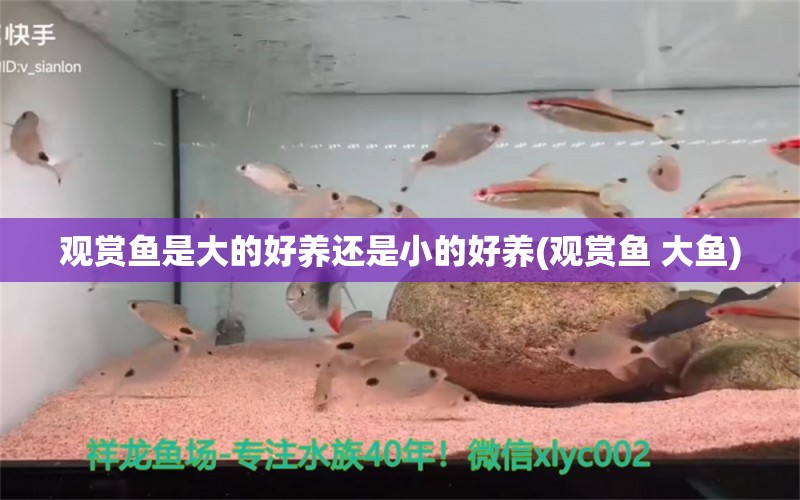 觀賞魚是大的好養(yǎng)還是小的好養(yǎng)(觀賞魚 大魚) 刀魚魚