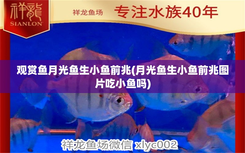 觀賞魚(yú)月光魚(yú)生小魚(yú)前兆(月光魚(yú)生小魚(yú)前兆圖片吃小魚(yú)嗎) 泰龐海鰱魚(yú)